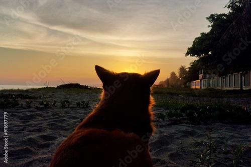 A dog si watching the sunset laying down on the sand beach