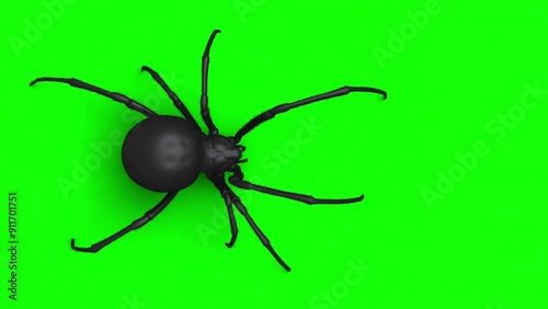 Top down view of a big spider walk animation loop on green screen, VFX element - 60 fps, 4K Pro Res with mask pass