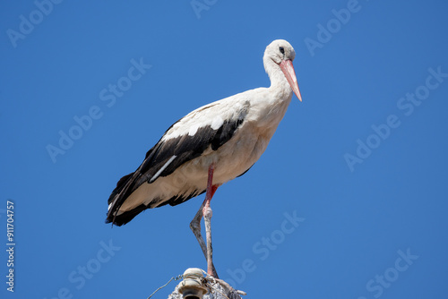 White stork on an electric pole on a background of beautiful cloudy sky