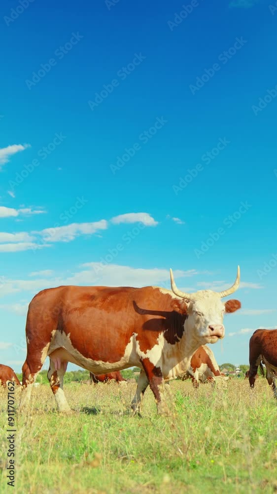 A peaceful rural scene with cows grazing in a green meadow under a blue sky A peaceful rural scene with cows grazing in a green meadow under a blue sky