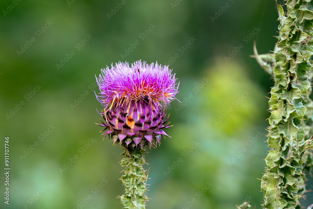 Close-up of Purple Thistle Flowers in Full Bloom. Thistle plant with its perfect colors Close-up of Purple Thistle Flowers in Full Bloom. Thistle plant with its perfect colors