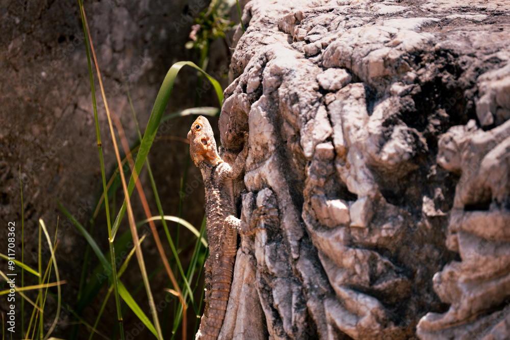 lizard climbing on ancient stone column in natural setting. Selective focus, close up. lizard climbing on ancient stone column in natural setting. Selective focus, close up.