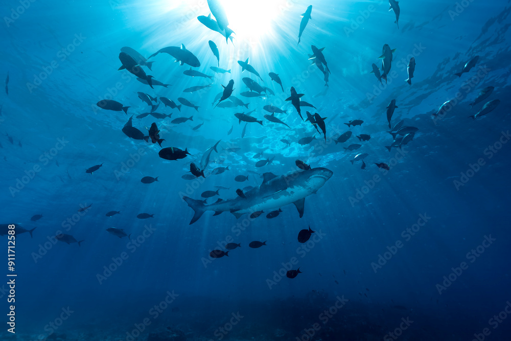 Underwater view of a school of fish swimming in the ocean. The great white shark (Carcharodon carcharias) swimming among other fishes. Underwater view of a school of fish swimming in the ocean. The great white shark (Carcharodon carcharias) swimming among other fishes.