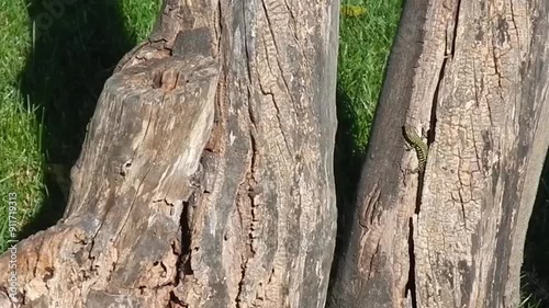 Italian wall lizard, Ruin lizard, Podarcis siculus basking in sunlight in trunk of pine tree in Mediterranean vegetation - slow motion. Topics: Mediterranean climate, natural environment, reptile photo