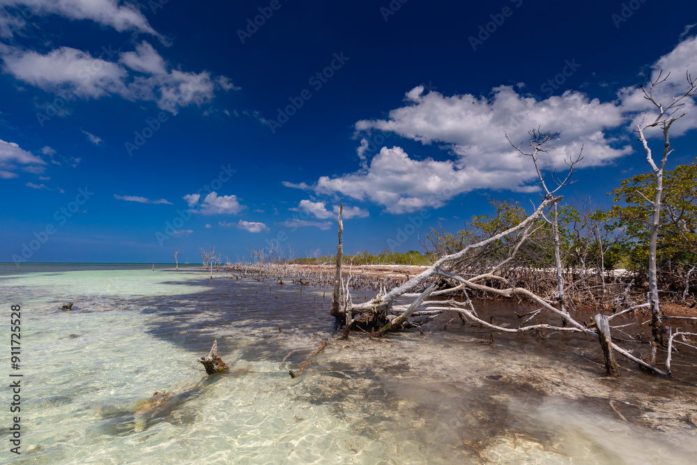 Bosques de manglares en una isla tropical desierta en Cuba. Un crucero de vacaciones por las cristalinas aguas del Océano Atlántico. Vegetación exótica salvaje. Fondo de pantalla, fondo para el diseño Bosques de manglares en una isla tropical desierta en Cuba. Un crucero de vacaciones por las cristalinas aguas del Océano Atlántico. Vegetación exótica salvaje. Fondo de pantalla, fondo para el diseño