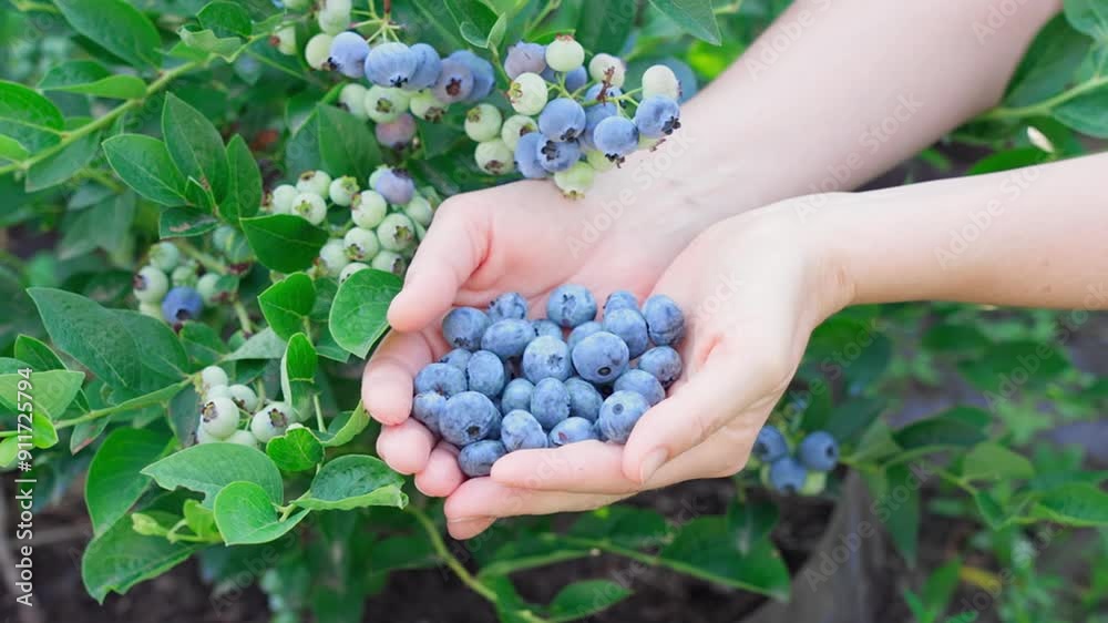 Macro, in female hands large blue blueberries grown in the garden, fresh and ripe blueberries grow in the garden on a summer day. Blueberry picking, source of vitamins and microelements, berry detox. Macro, in female hands large blue blueberries grown in the garden, fresh and ripe blueberries grow in the garden on a summer day. Blueberry picking, source of vitamins and microelements, berry detox.