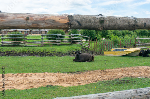 black Asian buffalo lying on the grass near a body of water photo