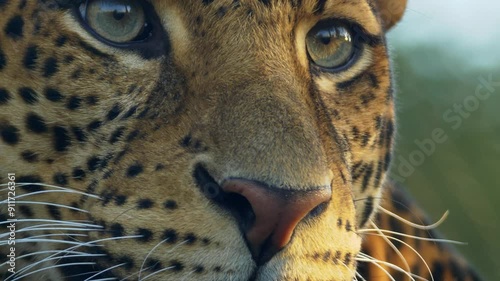 Leopard, Portrait, Cat, Pardus 