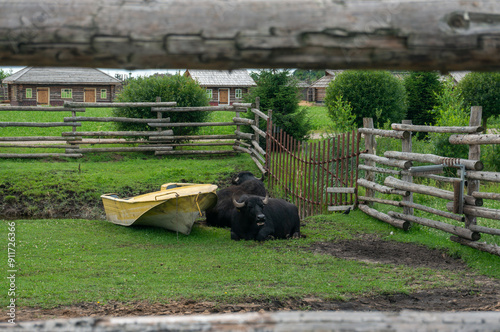 black Asian buffalo lying on the grass near a body of water photo