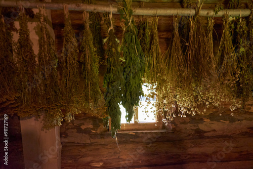collecting dried herbs