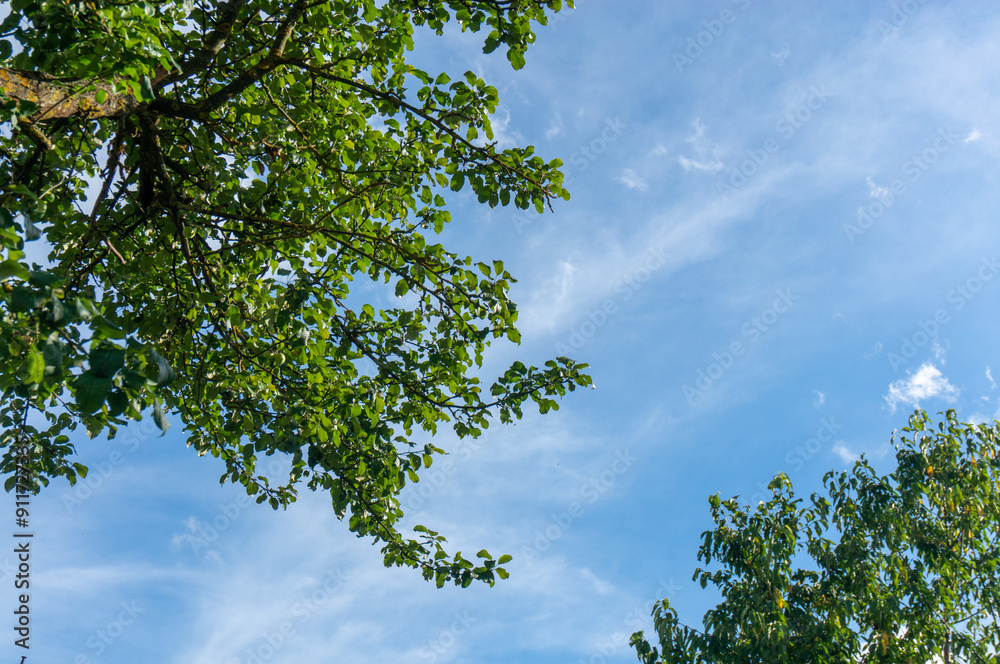 Fototapeta premium Trees with green foliage against the blue sky and clouds.