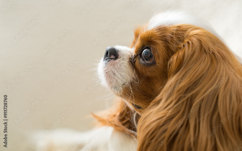 Close up portrait of a cute dog - cocker spaniel, Cavalier King charles spaniel. Side view. Favorite pets. Close up portrait of a cute dog - cocker spaniel, Cavalier King charles spaniel. Side view. Favorite pets.
