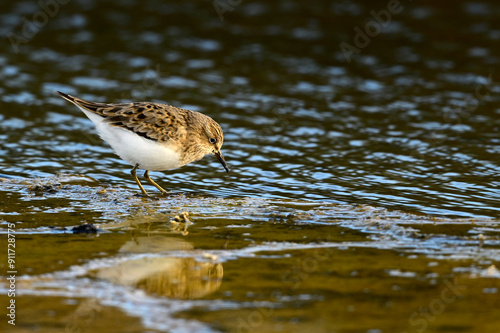 Temminckstrandläufer // Temminck's Stint (Calidris temminckii) - Milos, Griechenland