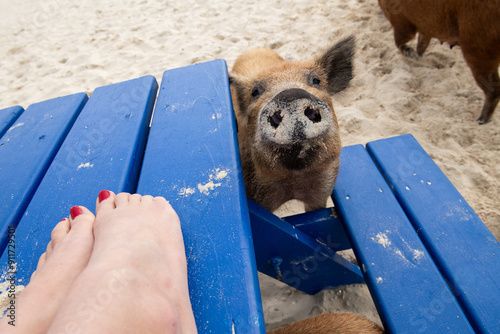 Wild pig on beach in Bahamas is a bit too friendly