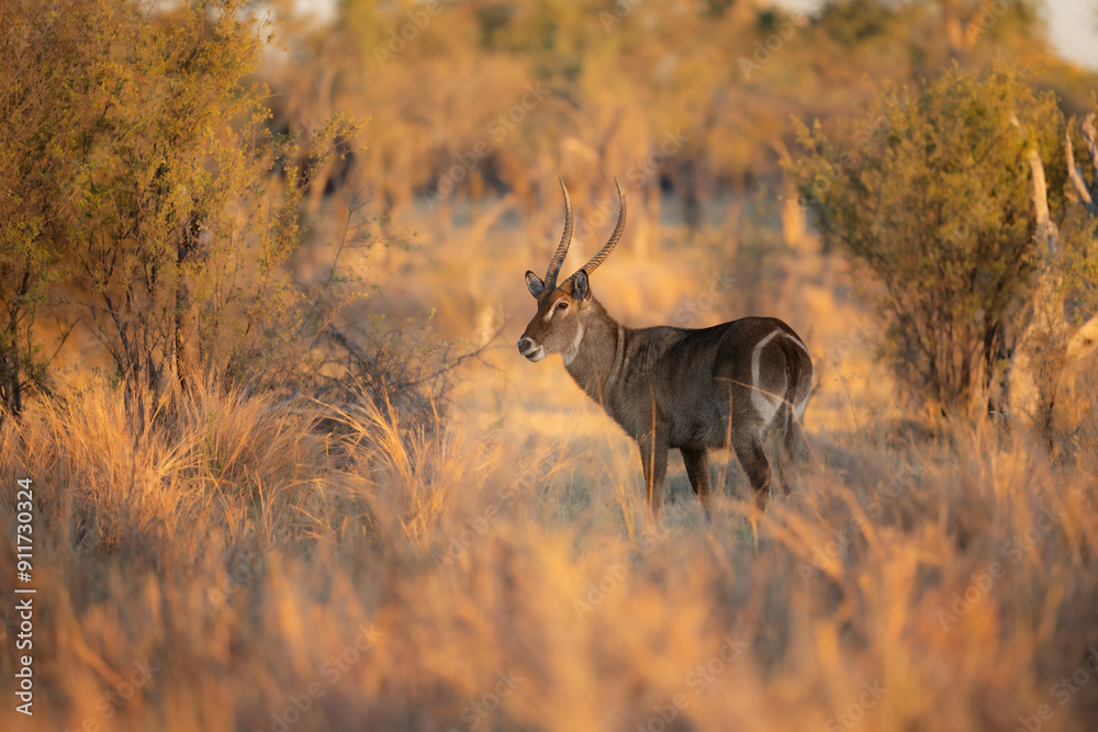 Obraz premium Waterbuck close-up detail, Kobus ellipsiprymnus, large antelope in sub-Saharan Africa. Nice African animal in the nature habitat, Uganda. Wildlife from nature. Evening Africa. Africa wildlife. 