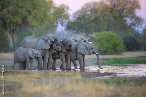Photography Elephants with baby in Moremi game reserve Africa, Family of Elephants , Elephants taking a bath in a water poolwith mud, eating green grass