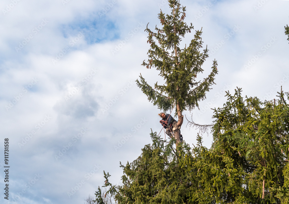 Gardener is cutting tall pine tree in the garden in winter. Gardener is cutting tall pine tree in the garden in winter.