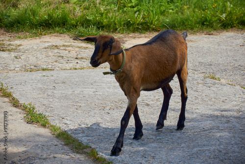 Little brown goat