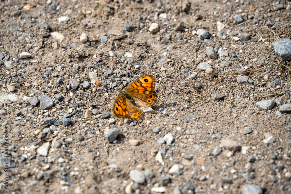 close-up of a Wall brown butterfly (Lasiommata megera) close-up of a Wall brown butterfly (Lasiommata megera)