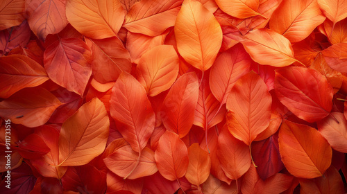 Vibrant autumn leaves in shades of orange and red