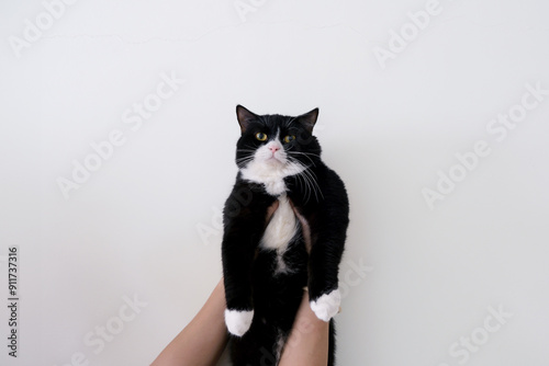 Hand holding tuxedo black cat photo