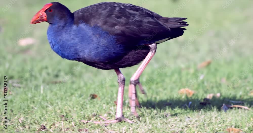 Australasian swamphen, pukeko, on the Lawn Australasian swamphen, pukeko, on the Lawn