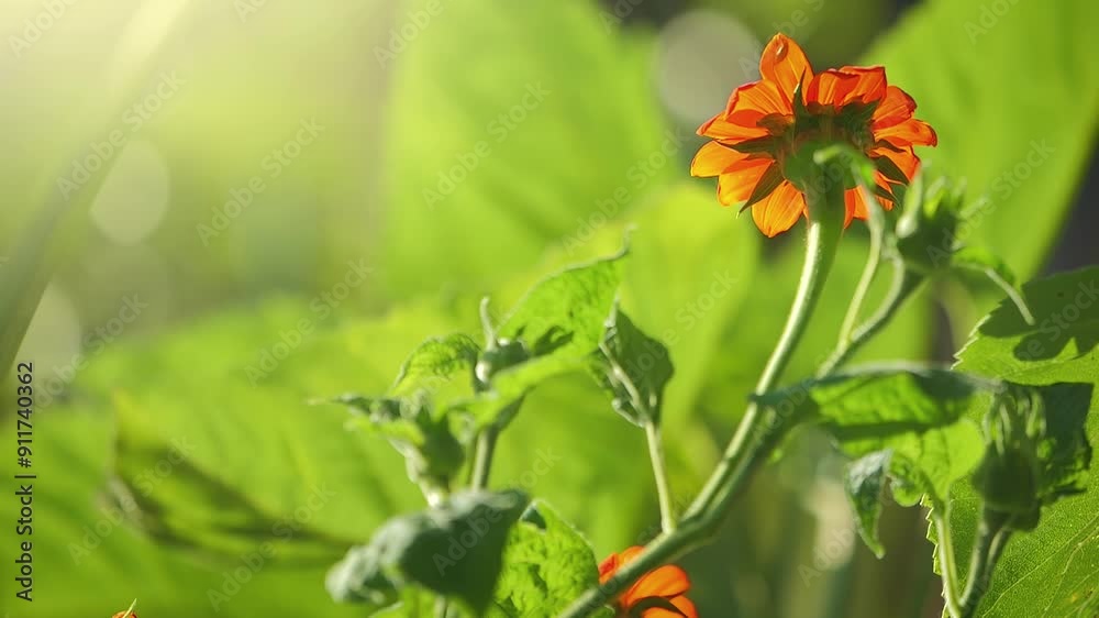 Orange flower of a Mexican Sunflower plant in beautiful sunshine in green garden, blurred sunny background, closeup.