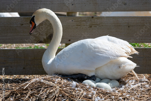 A mute swan (cygnus olor) looking after eggs in a nest photo