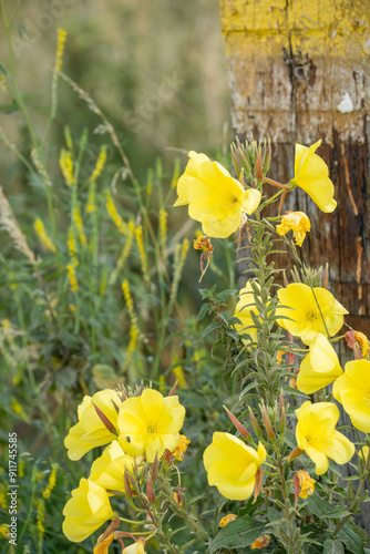 close-up of yellow flowers of large-flowered Evening-primrose (Oenothera glazioviana) in summer bloom photo