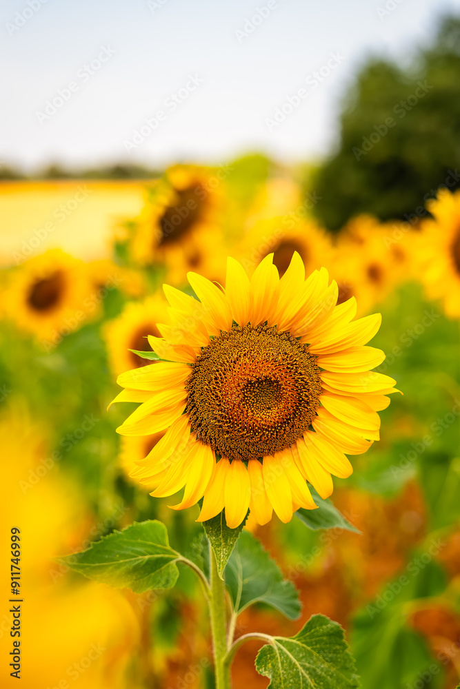 Yellow sunflower plant in a field in the province of Segovia, ready to harvest, Spain. Yellow sunflower plant in a field in the province of Segovia, ready to harvest, Spain.