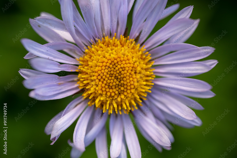 Golden Pattern In The Center Of Purple Aster Flower Golden Pattern In The Center Of Purple Aster Flower