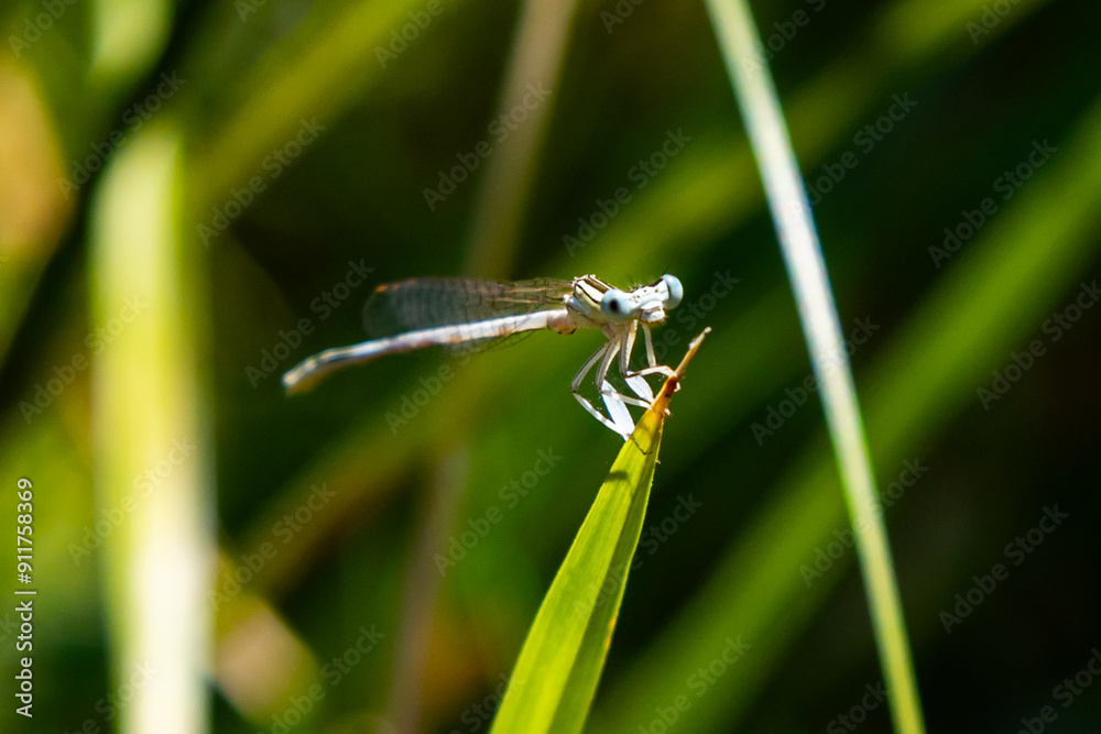 Macro photo of dragonfly. Insect with wings. Dragonfly with colorful wings. Macro photo of dragonfly. Insect with wings. Dragonfly with colorful wings.