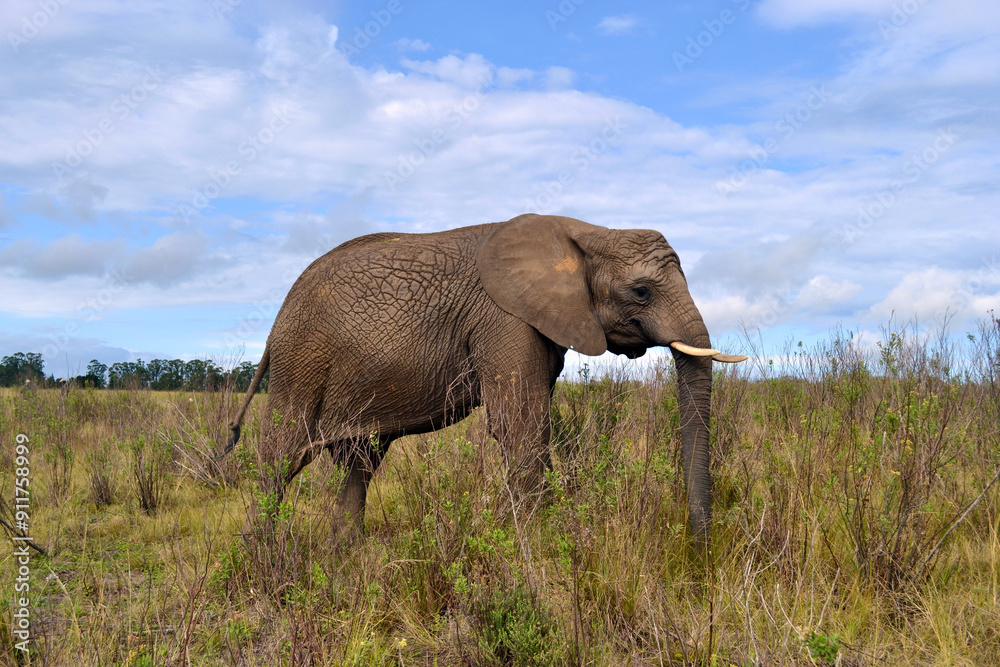 Fototapeta premium Elephant in Field