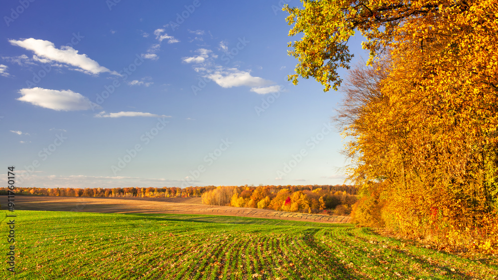 Green field with rows of young crops on the edge of an autumn forest. Picturesque autumn landscape Green field with rows of young crops on the edge of an autumn forest. Picturesque autumn landscape