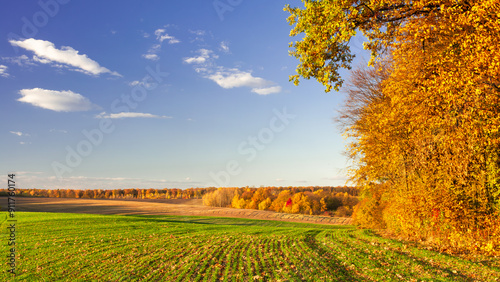 Green field with rows of young crops on the edge of an autumn forest. Picturesque autumn landscape