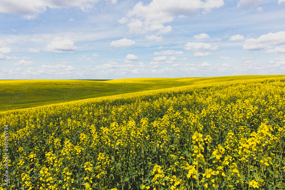 Field of blooming canola in Spring Field of blooming canola in Spring