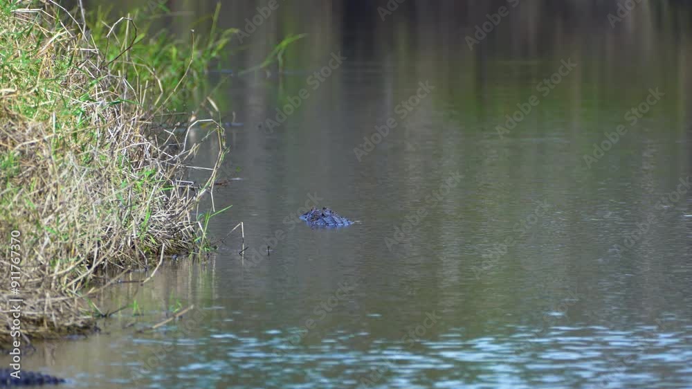 Close-up of American alligator swimming in fresh water lake in Florida, USA Close-up of American alligator swimming in fresh water lake in Florida, USA