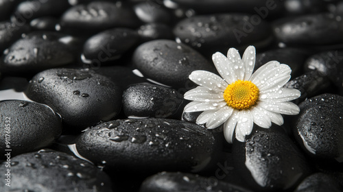 White daisy flower with water droplets resting on smooth black stones. Spa and relaxation concept.