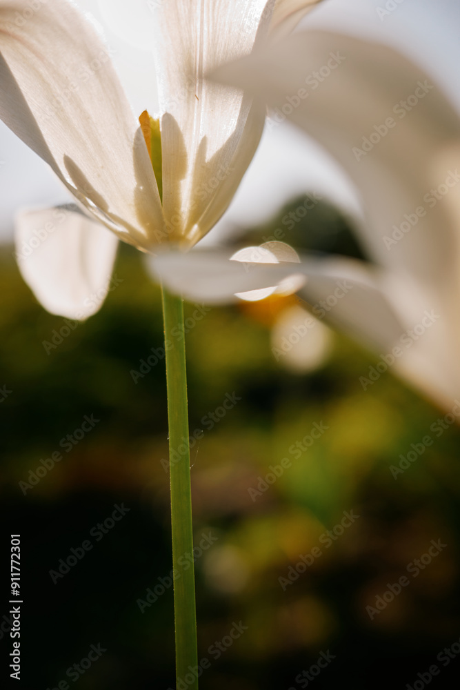 White flowers in sunlight