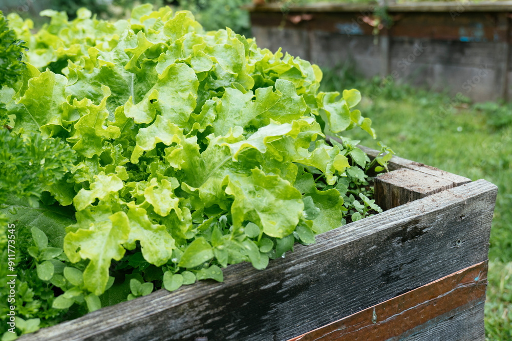 Growing lettuces Growing lettuces