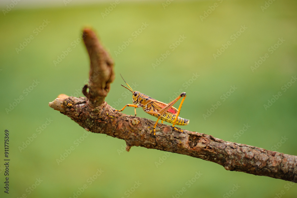 grasshopper on the tree, close-up grasshopper on the tree, close-up
