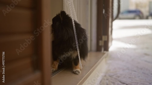 Small black dog sitting indoors facing outside through an open door on a sunny day, capturing the pet in a relaxed position in a semishaded area with the bright outdoor environment visible. photo