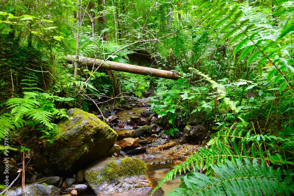Obraz premium Stream of water flowing through a forest with ferns on the banks
