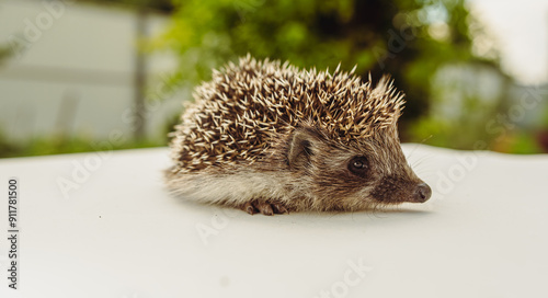 A Tiny Hedgehog Rests in the Summer Sun