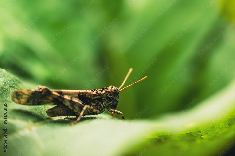 A small grasshopper, with intricate patterns on its wings, sits on a vibrant green leaf A small grasshopper, with intricate patterns on its wings, sits on a vibrant green leaf
