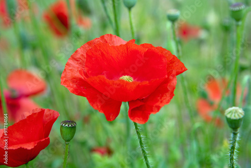 Red poppy flowers blossom in the garden