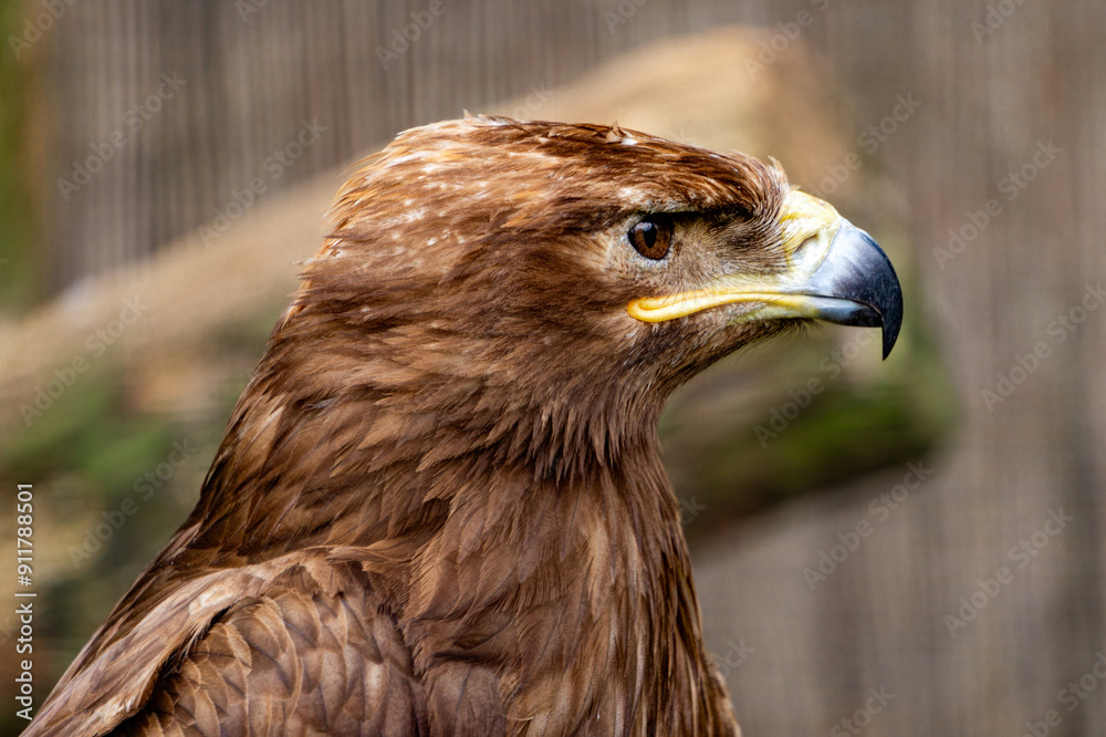 Steppe eagle, symbol of freedom, bird of prey Steppe eagle, symbol of freedom, bird of prey