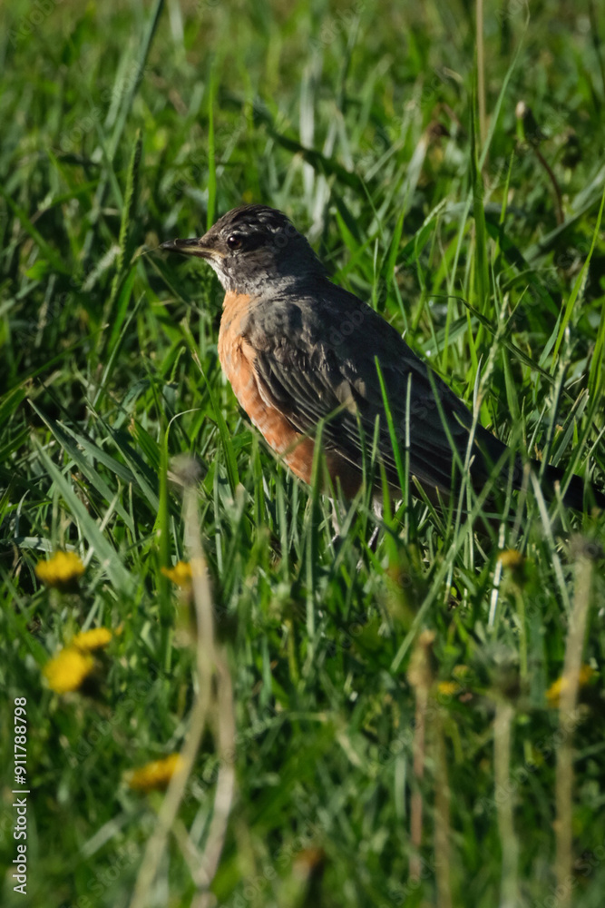American robin standing in the grass American robin standing in the grass