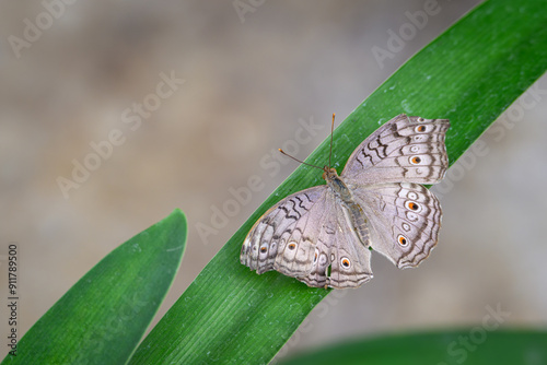 Junonia - butterfly with eyes on open wings. photo