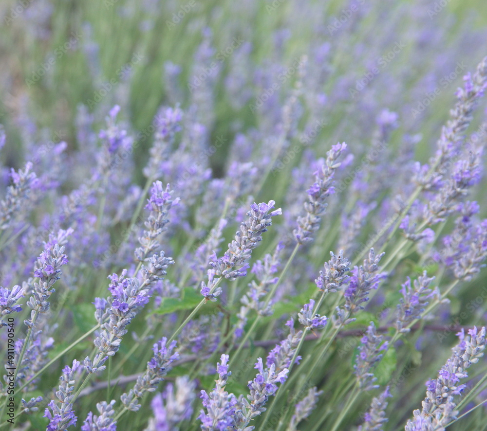 Obraz premium Field of Lavender, Lavandula angustifolia, Lavandula officinalis